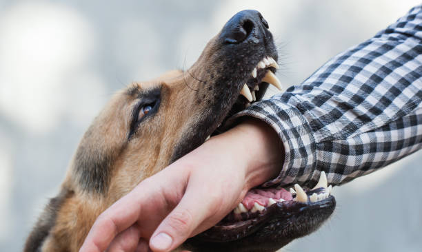 15 seconds of Terror: Pet Husky attacks woman in Gurugram!