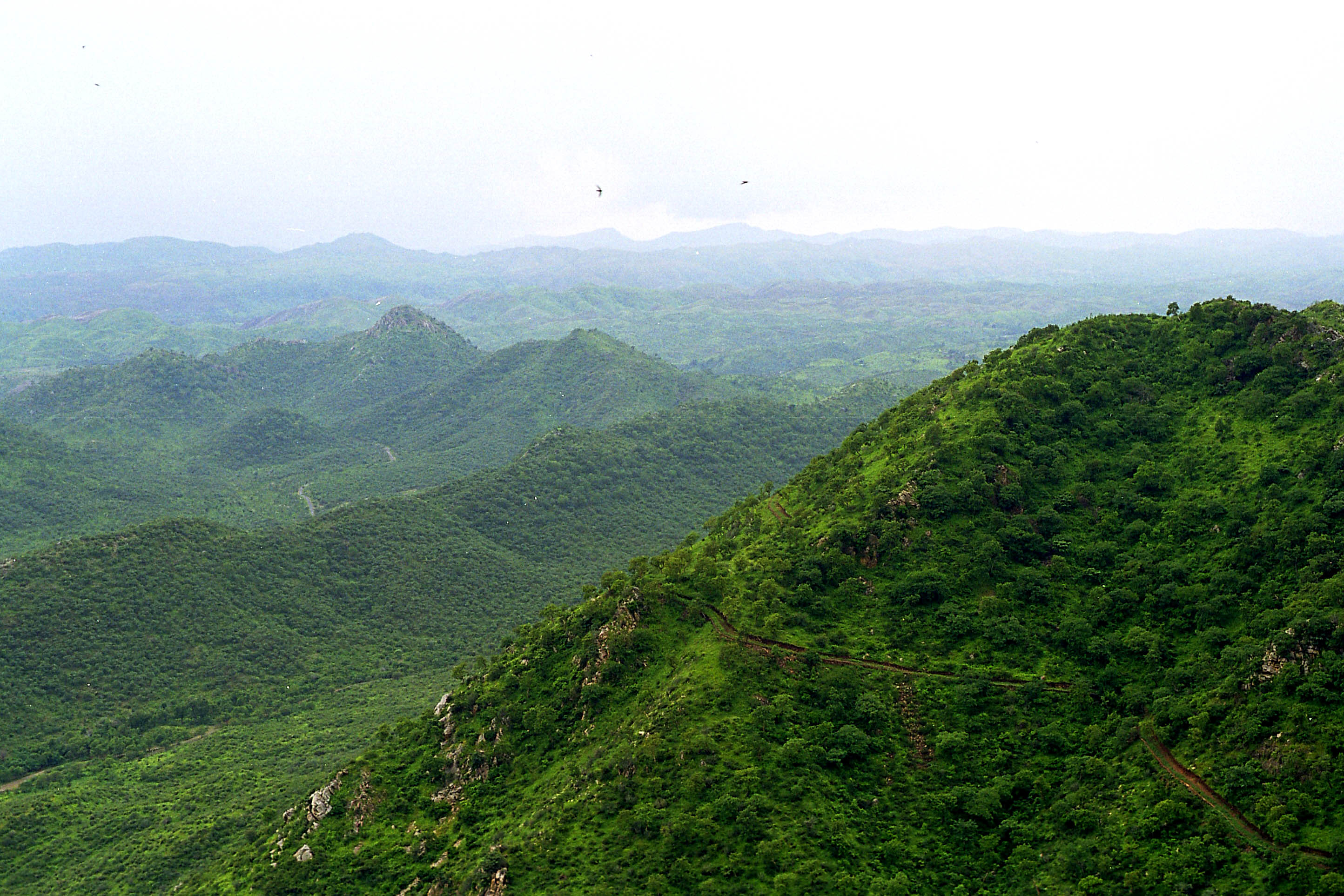 4 states unite to save Aravalli—the Green Wall Project
