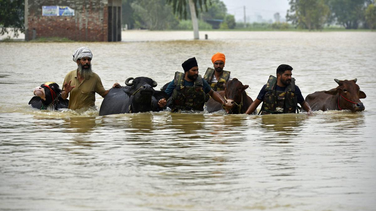 How Punjab floods are threatening India’s food security  The Bigger Picture