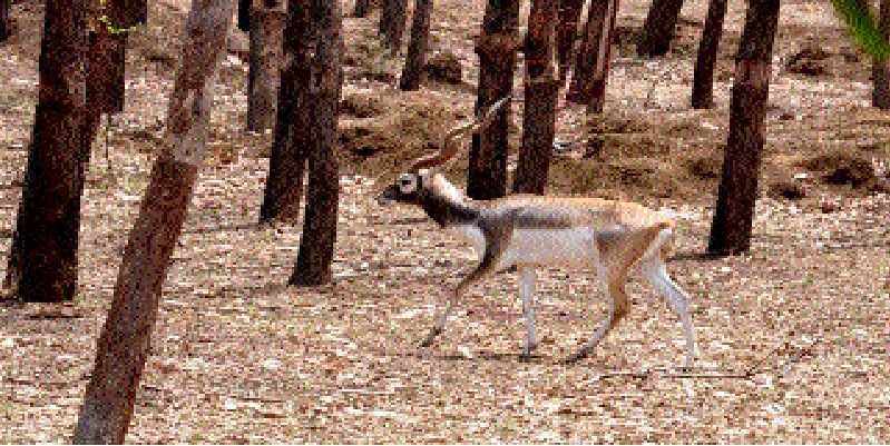 Miraculous Comeback: Blackbuck Returns to Chhattisgarh’s Barnawapara!