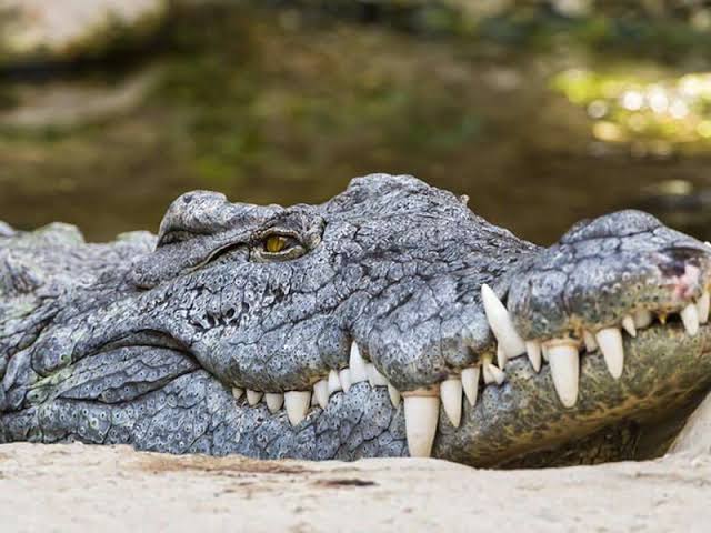 These animals can survive without food for days!