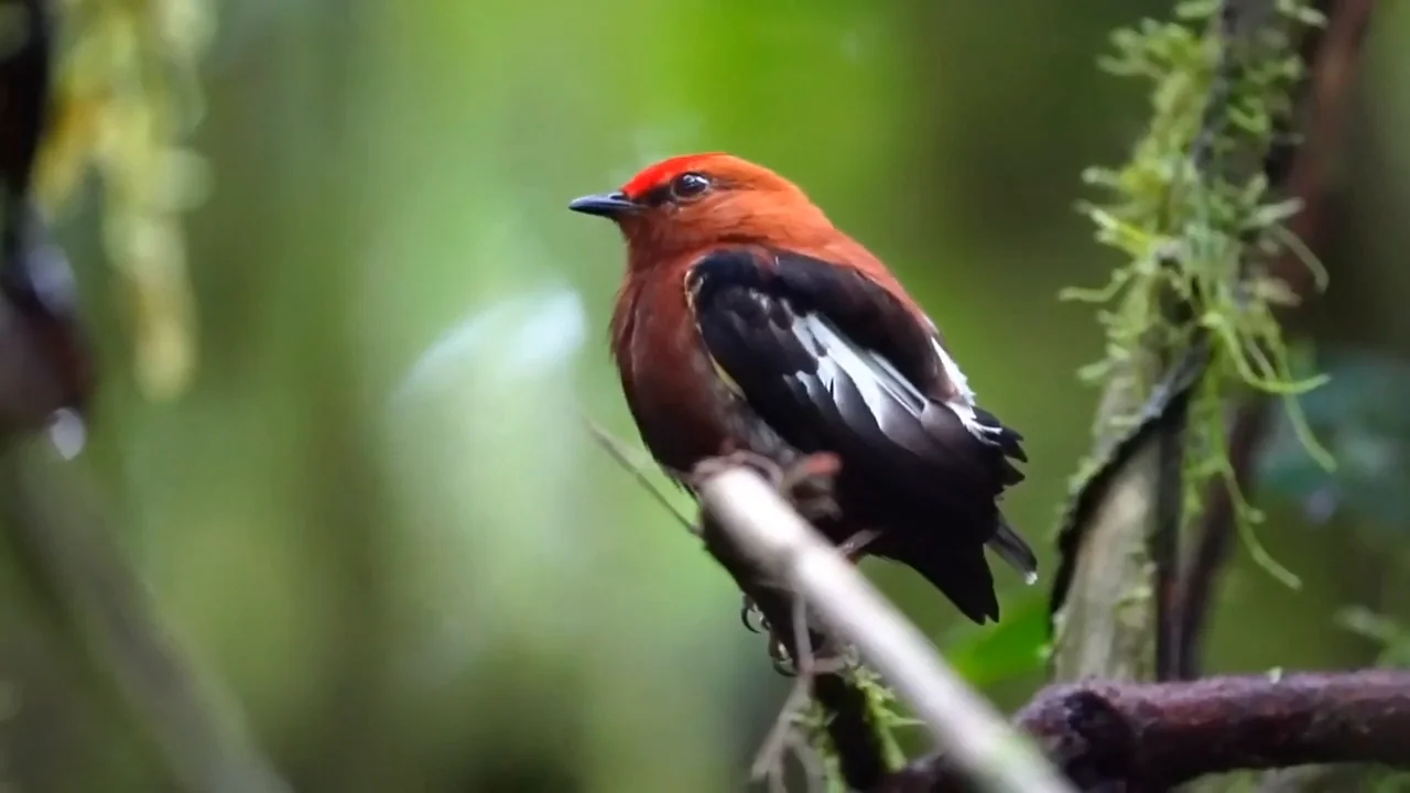 This bird makes music with its wings, not its voice!