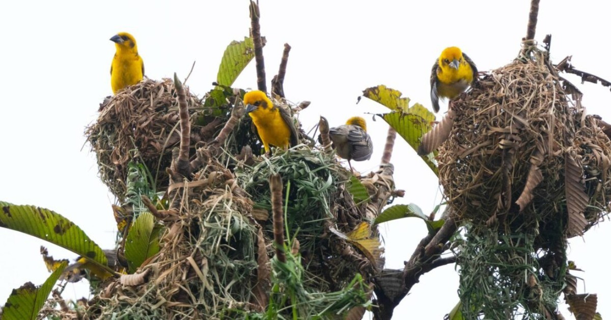 Kaziranga’s first bird census reveals 43 rare species in its grasslands!