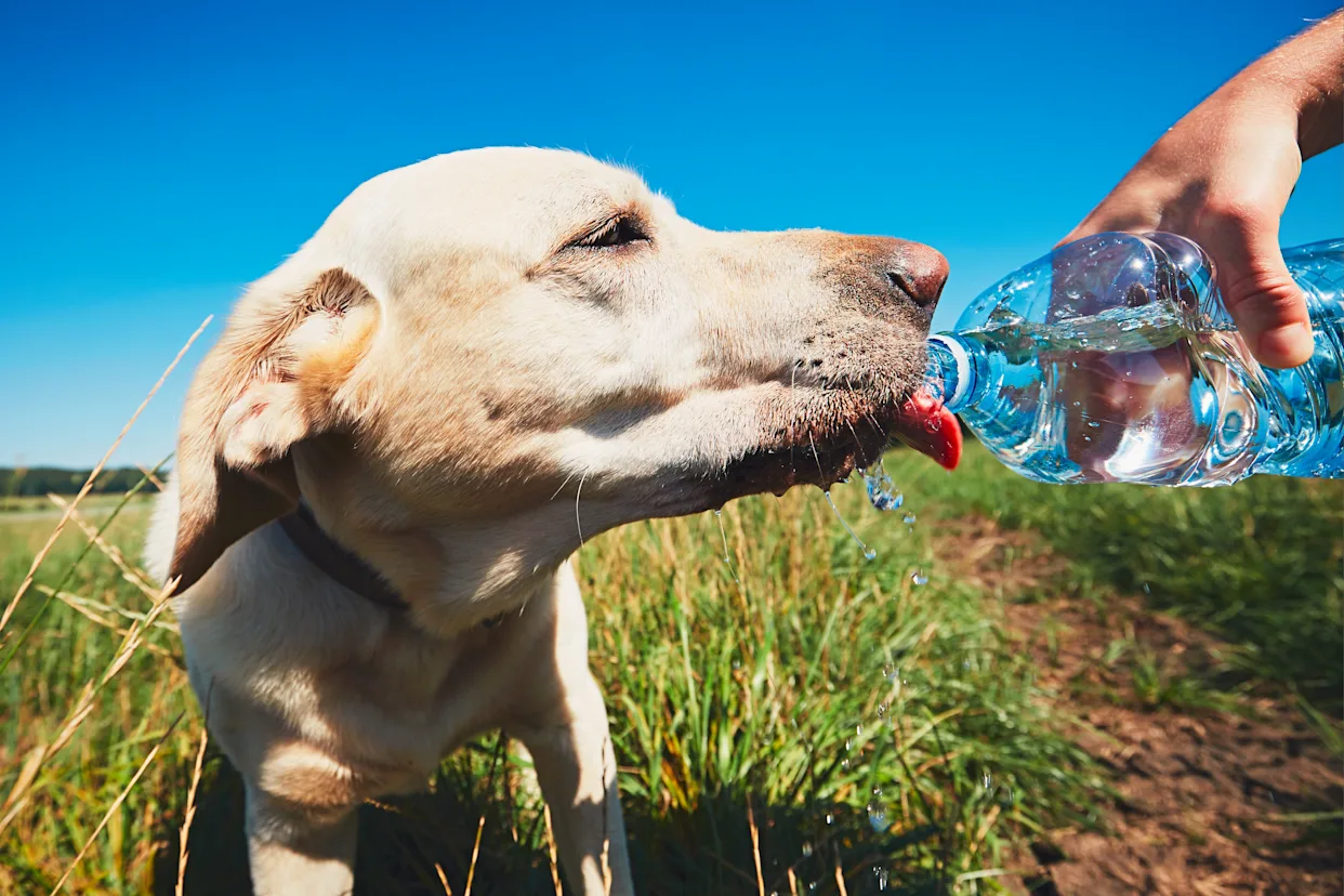 Heatwave Alert !!! Concerns for Both Street and Pet Dogs!