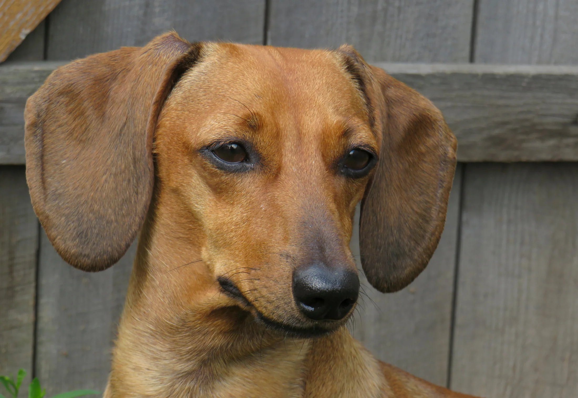 You see colors… but your dog sees something very different! You see colors… but your dog sees something very different!