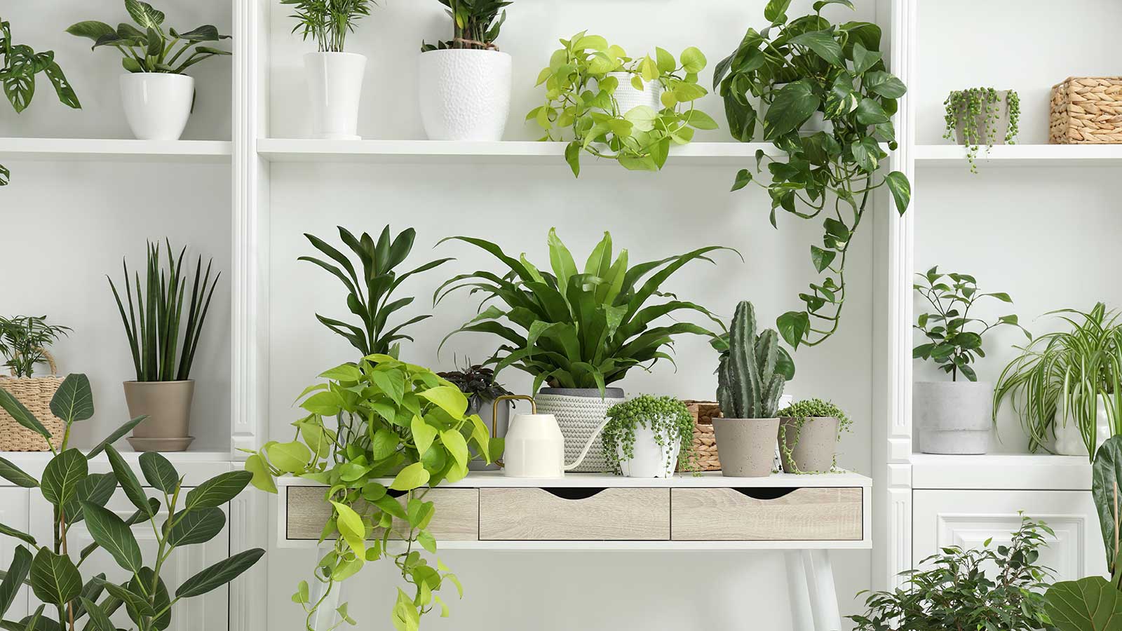 These Indoor Plants Will Transform Your Mood Instantly!