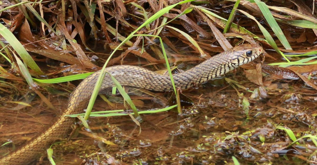 Delhi School Snake Rescue Teaches Calm and Coexistence!